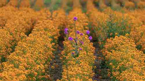 Different flowers image