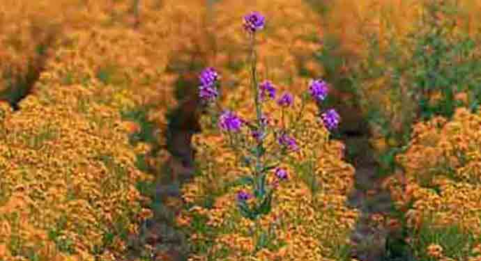 Yellow floyers with a different violet flower one in the middle of the field